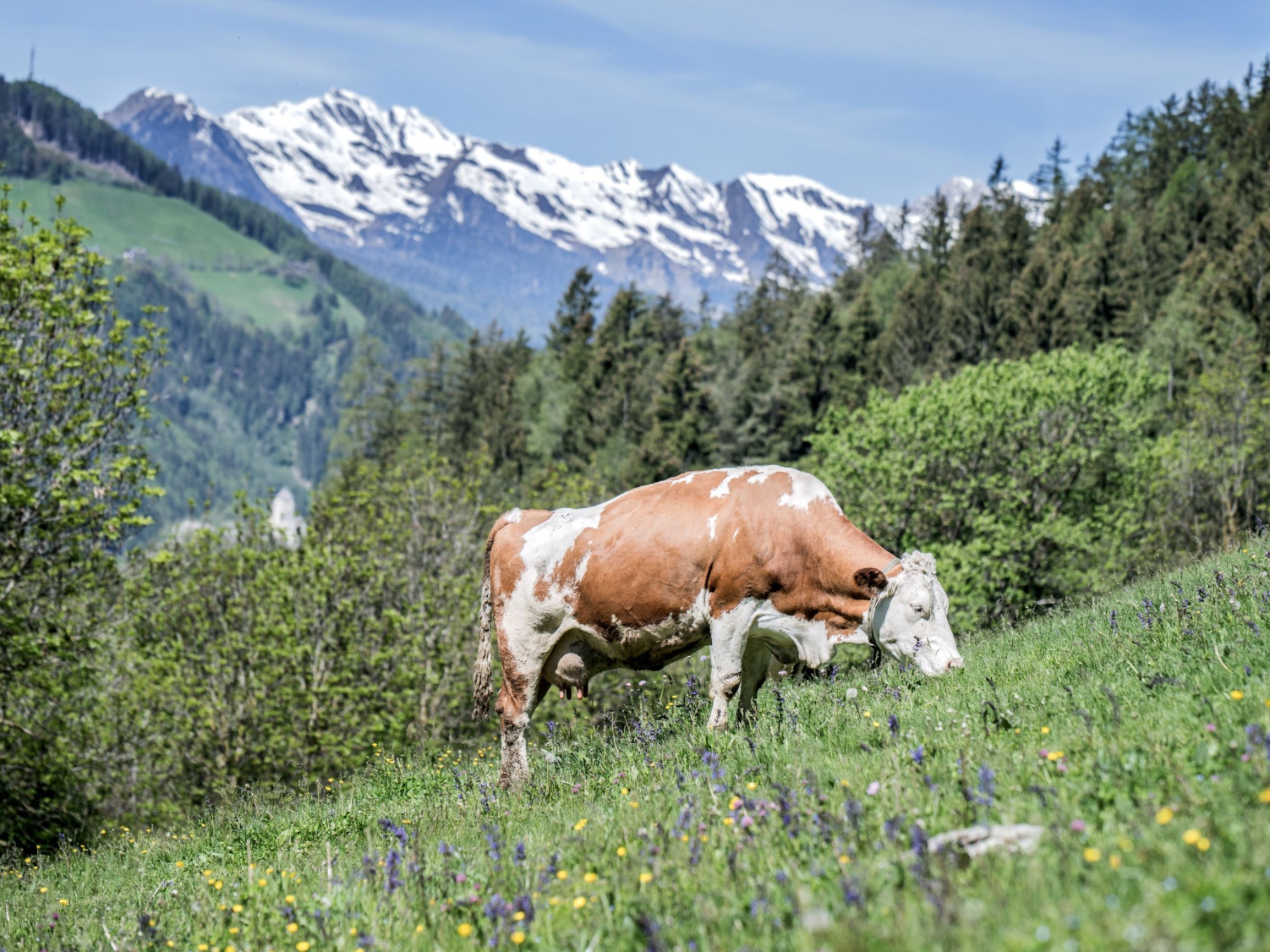 Il nostro maso biologico