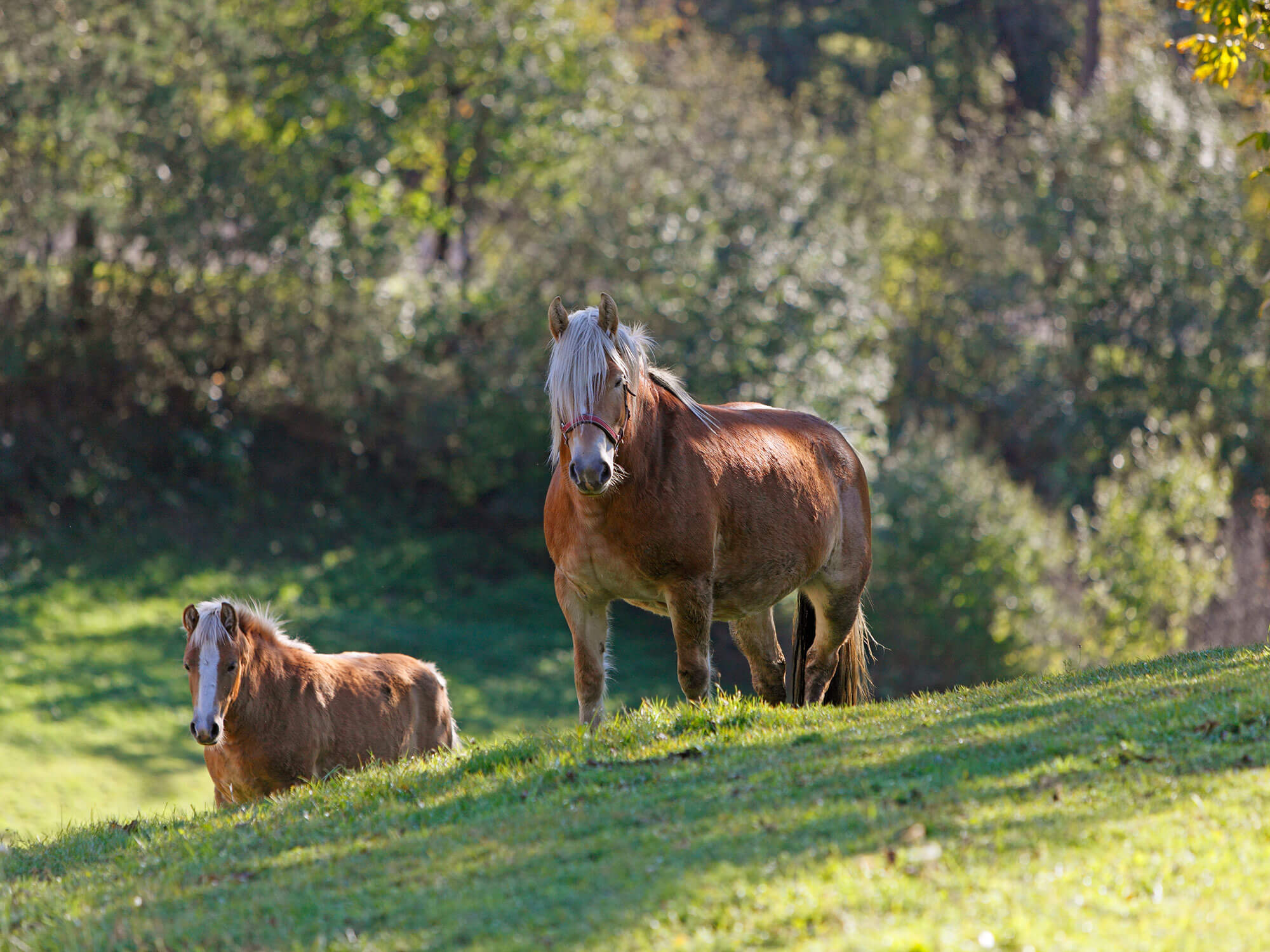 Horses in the pasture