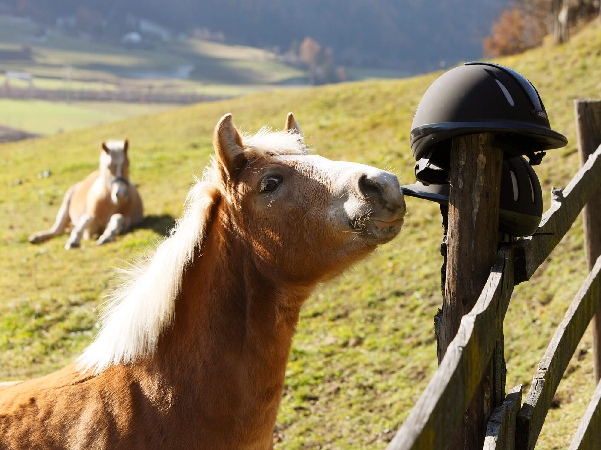 Horse nibbles on riding helmet